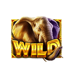22-Wild-African-Elephant-min